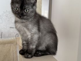 Reinrassige BKH Kitten suchen neues zu Hause