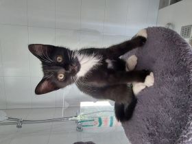 Baby Katzen abzugeben