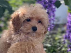 Sehr schöne MALTIPOO-Welpen.