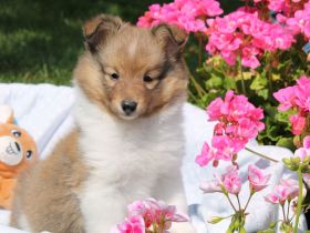 Sheltie, Shetland sheepdog -Welpen mit FCI (VDH)-Ahnentafel und englischer Blutführung