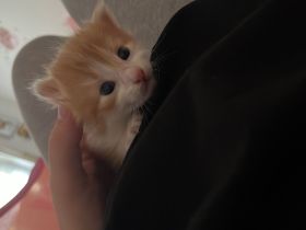 Babykatzen glückskatzen