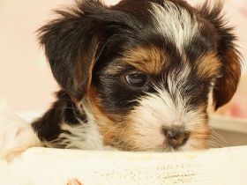 Entzückende Biewer Yorkshire Terrier suchen Ihren Lieblingsmenschen