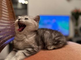 BKH Kitten mit artgerechtem Kratzbaum