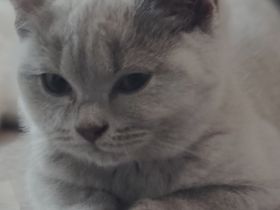 BKH Kitten in lilac und blue alte britische Linie Stammbaum