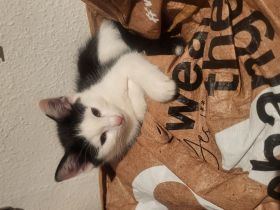 12 Wochen alter Kater sucht neues Zuhause