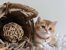 Reinrassige BKH Kitten mit Stammbaum