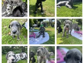 Abgabebereit - Adelheits Deutsche Dogge Welpen