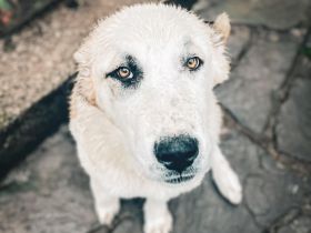 CAO Mittel-Asiatische Owcharka Alabay