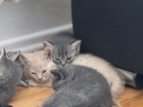 Wunderschöne Britische kurzhaar Kitten