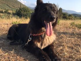 Almyra, 04/14  - einmal ein Zuhause...einmal geliebt werden... topfitte Seniorin sucht Zuhause