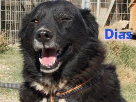 Dias, 10/19 – Kuschelbär sucht Kuschelkörbchen, ruhiger Begleiter sucht treue Menschen