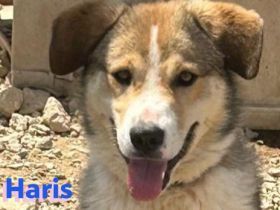 Haris, 04/23 - Junghund auf Heimatsuche