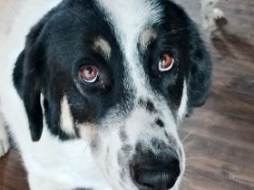 Hera, 09/23 - sucht ein ländliches Zuhause