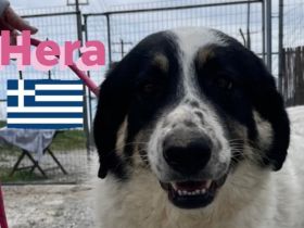 Hera und Mata, 09/23 - Lebensfreude pur, tolles Geschwisterpaar sucht seine Familie