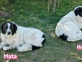 Hera und Mata, 09/23 - suchen wenn möglich ein gemeinsames Zuhause