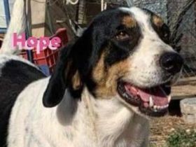 Hope, 01/23 - Rohdiamant sucht Familie für den Feinschliff