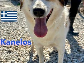 Kanelos, 01/23 – sportlich, sozial, schlau ein Best-Buddy auf 4 Pfoten such seinen Kumpel