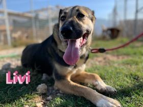 Livi, 02/22 – Traumschäfihündin sucht Traumzuhause