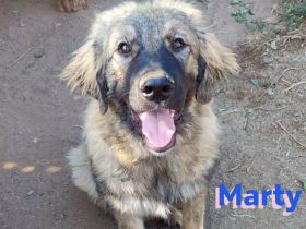 Marty, 04/23 –sanfter Wuschelbär sucht Familie