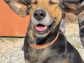 Maya, 07/20 - kinderlieb, stubenrein, verschmust, lieb, verspielt...eine Traumhündin!