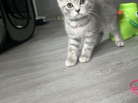 BKH KITTEN ABGABEBEREIT