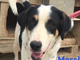 Messi, 01/23 - liebenswerter, sportlicher und verspielter Junghund wartet auf seine Chance