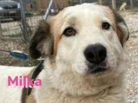 Milka, 05/22 – Zuckersüß und ein Herz aus Gold