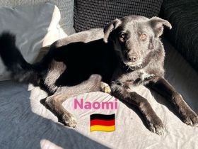 Naomi - liebe soziale Lacknase sucht Familie, gern mit Kinder und Katzen, wartet in 64756 Mossautal