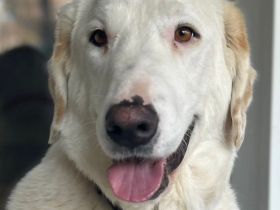 Perla, 05/22  – schneeweiße, schlaue Hündin mit sanftmütigem Charakter sucht ihr Körbchen