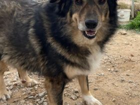 Rambo, 10/22 - kuscheliger als sein Name vermuten lässt, schlauer als im Film