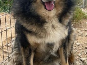 Rambo, 10/22 - kuscheliger als sein Name vermuten lässt, schlauer als im Film