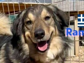 Rambo, 10/22 - kuscheliger als sein Name vermuten lässt, schlauer als im Film