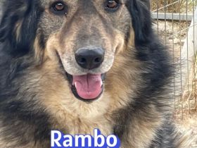 Rambo, 10/22 - kuscheliger als sein Name vermuten lässt, schlauer als im Film