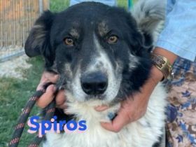 Spiros, 01/23 - freundlich, lernwillig, verschmust...sucht