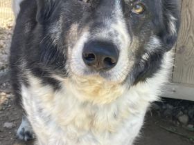 Spiros, 01/23 - freundlich, lernwillig, verschmust...sucht