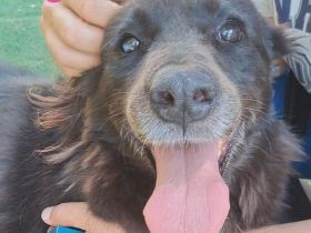 Baghira, 01/17 – Kämpfte sich ins Leben zurück! Besonderer Hund für besondere Menschen!