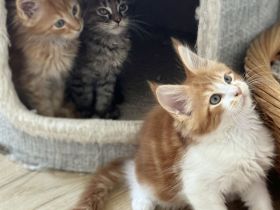 Reinrassige Maine Coon Kitten, Katzen Babys Kater