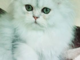 Perserbabys reinrassig mit stammbaum pkd negativ