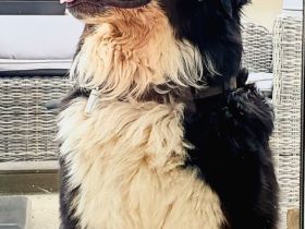 Berner Sennenhund Deckrüde