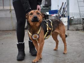 Sandro - freundlich, ruhig, verträglich - möchte Dein Herzblatt sein