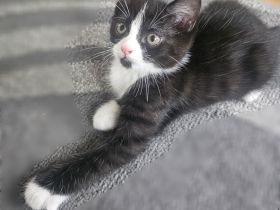 Katzenbabys BKH - Mix