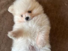 Reinrassige Pomeranian / Zwergspitz Welpen