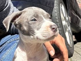 American Staford Blue line