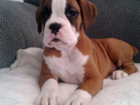 Boston Terrier-Welpen