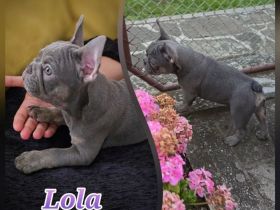 Französische Bulldoggen