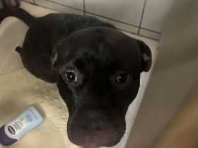 Aris sucht ein neuen Besitzer