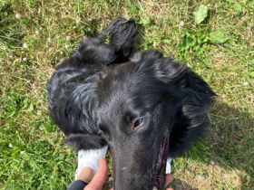 Altdeutsche Schäferhunde Welpen