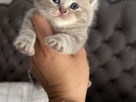 Reinrassige Britisch Kurzhar (BKH) Kitten suchen ein liebevolles Zuhause