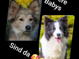 Border collie welpen