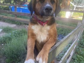 Berner Sennenhund Leonberger mix weibchen